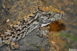 Anolis porcus