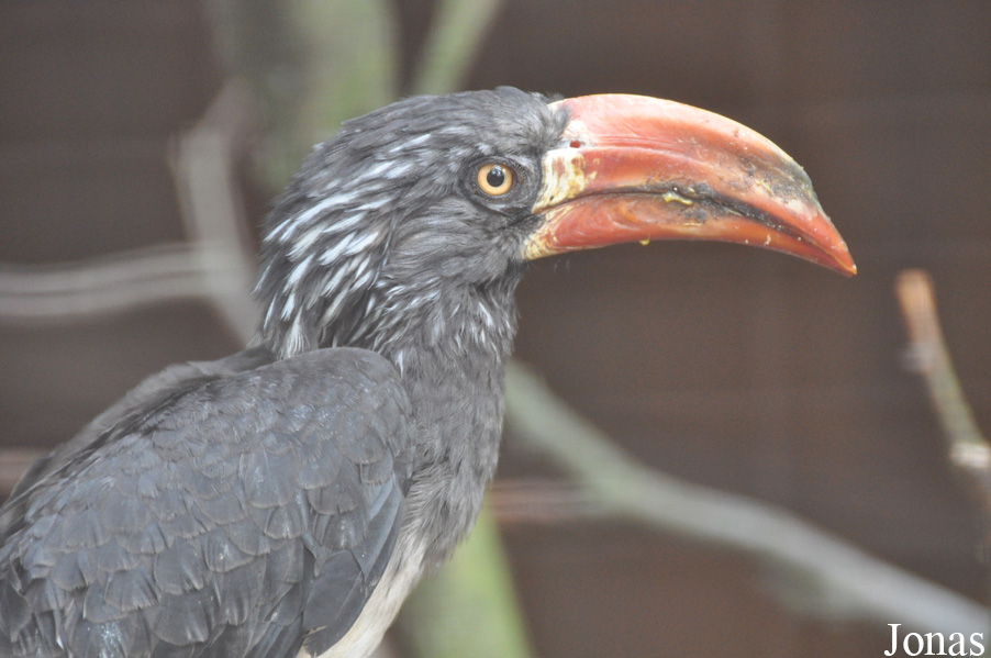 Vogelpark Heiligenkirchen