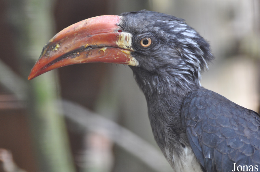 Vogelpark Heiligenkirchen
