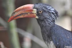 Vogelpark Heiligenkirchen