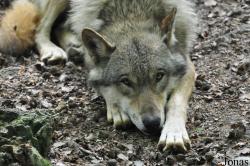 Zoo Osnabrück