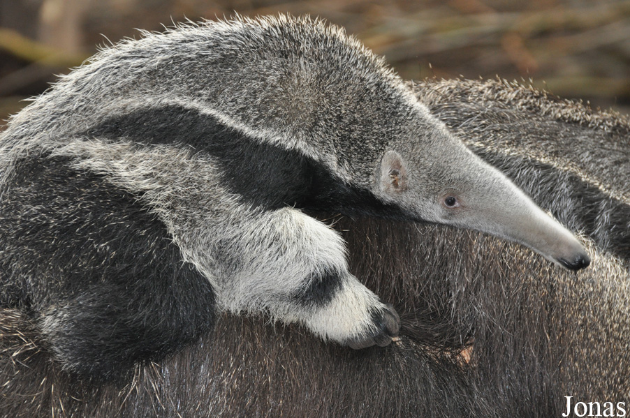 Zoo Duisburg