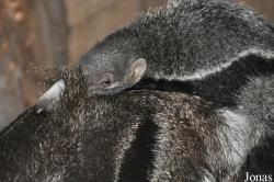 Zoo Duisburg