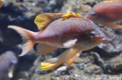 Anthias anthias