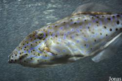 Aluterus scriptus