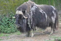GaiaPark Kerkrade Zoo