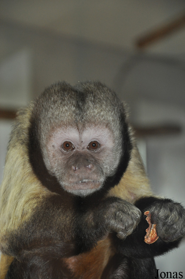 GaiaPark Kerkrade Zoo
