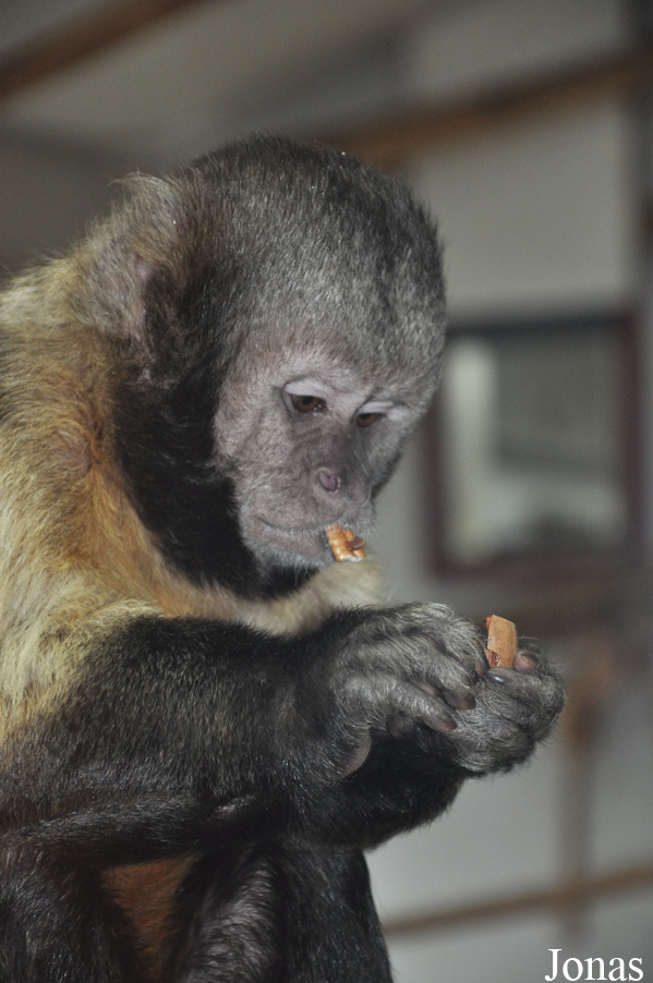 GaiaPark Kerkrade Zoo