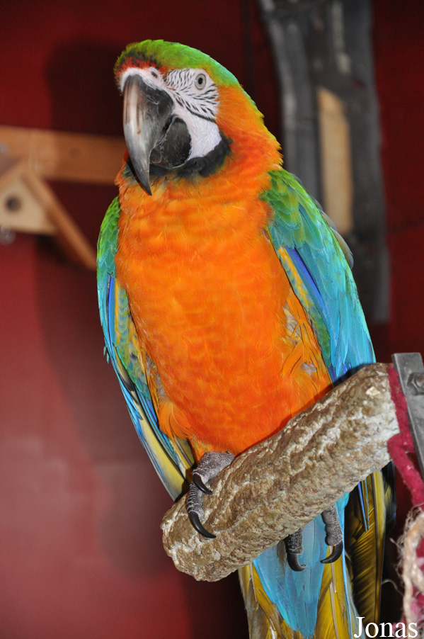 Utropia