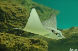 Aetobatus narinari