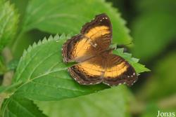 Vlinderparadijs Papiliorama