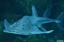 Rhina ancylostoma