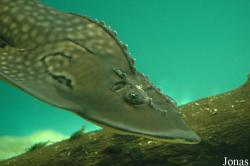 Aquarium le Septième Continent