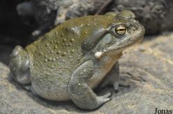 Diergaarde Blijdorp