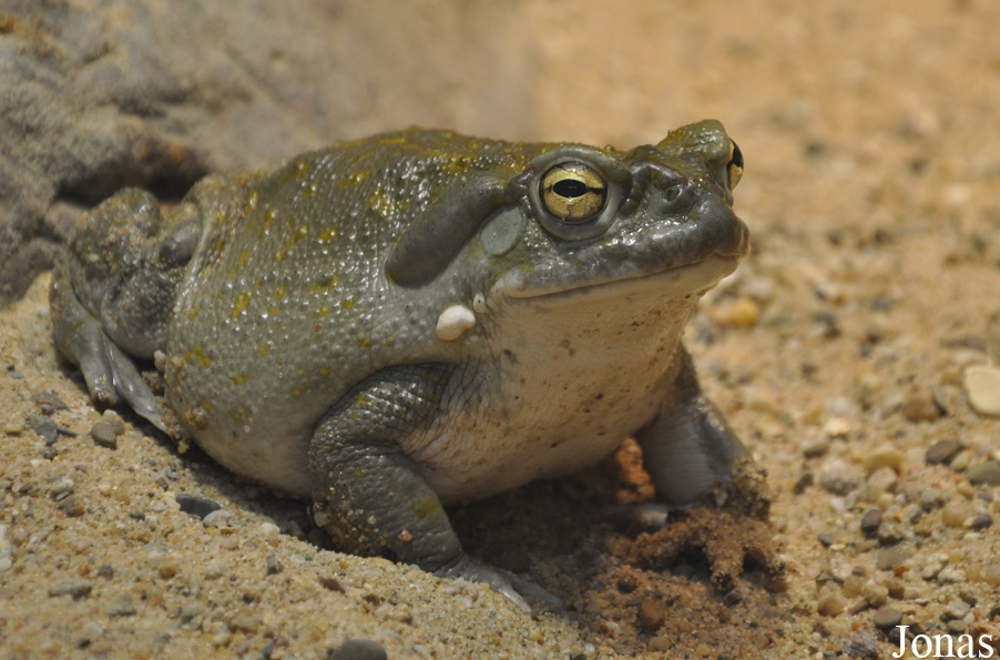 Diergaarde Blijdorp