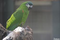 Diopsittaca nobilis nobilis