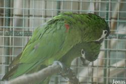 Zoo des Bois de Saint-Pierre