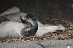 Burgers' Zoo