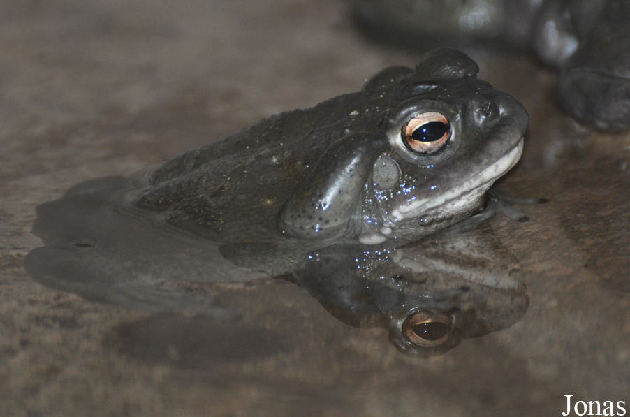 Burgers' Zoo