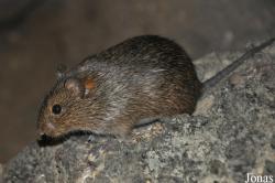 Sigmodontinae