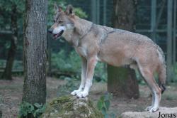 Canis lupus