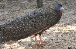 Cracid Breeding and Conservation Centre (CBCC)