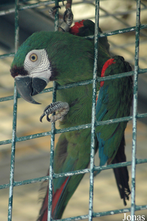 Zoo des Bois de Saint-Pierre