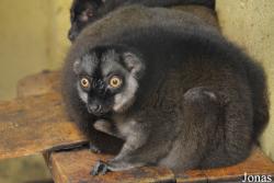 Eulemur albifrons