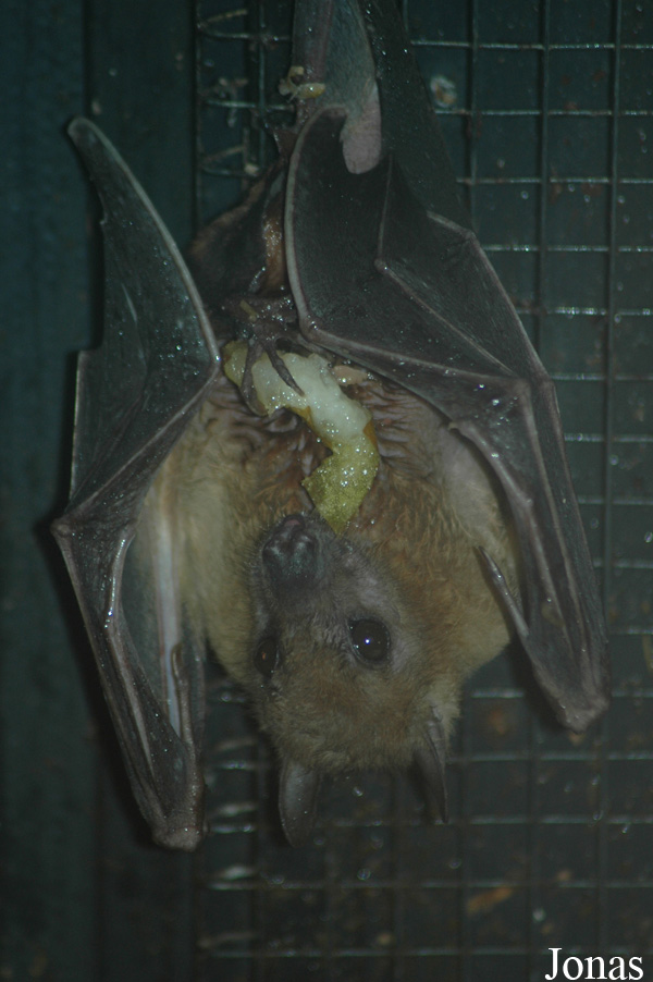 Wingham Wildlife Park
