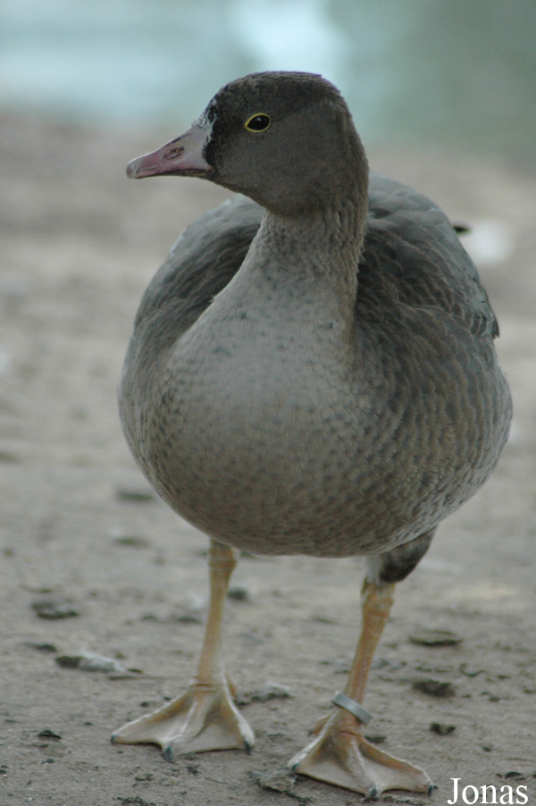 Vogelpark Viernheim