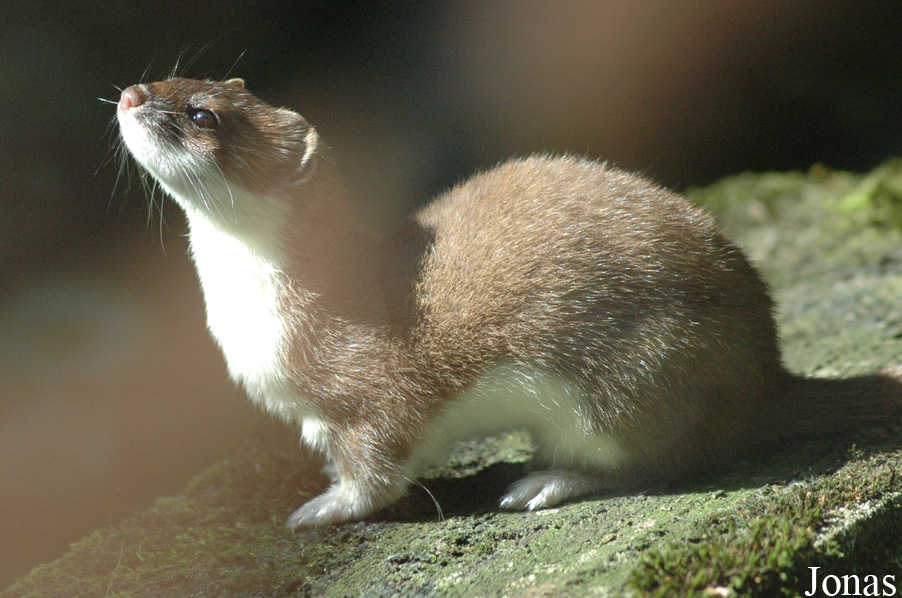 Zoo Heidelberg