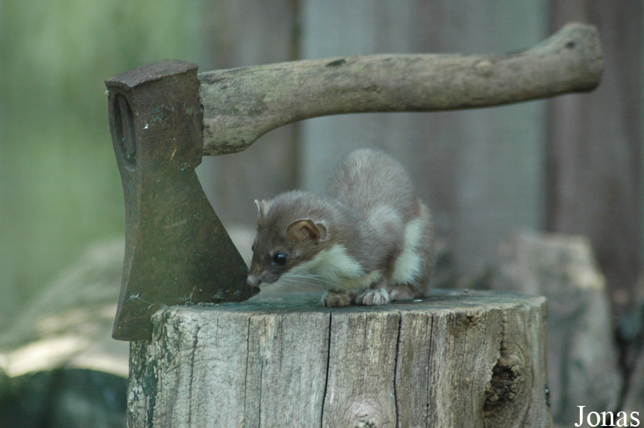Zoo Heidelberg