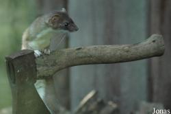 Zoo Heidelberg