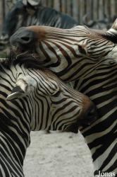 Zoo Landau in der Pfalz