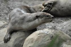 Rare Species Conservation Centre