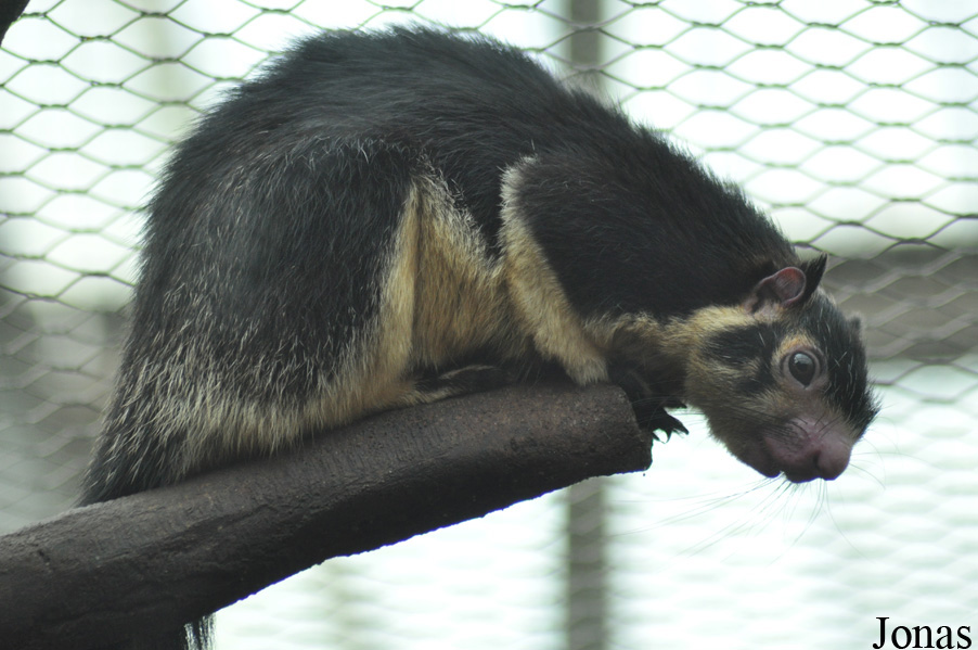 Rare Species Conservation Centre