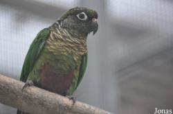 Pyrrhura frontalis