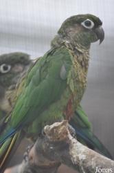 Vogelpark Biebesheim