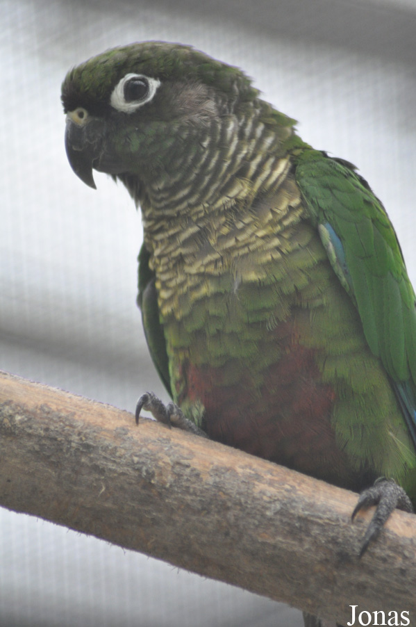 Vogelpark Biebesheim