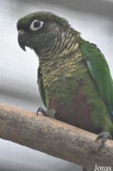Vogelpark Biebesheim
