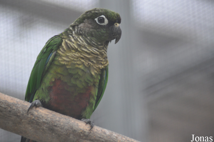 Vogelpark Biebesheim