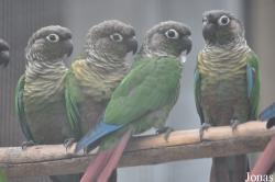 Vogelpark Biebesheim