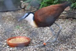 Tierpark Hagenbeck