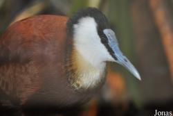 Tierpark Hagenbeck