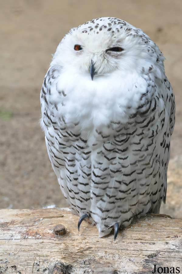 Tierpark Neumünster