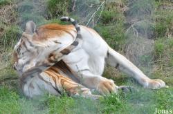 Erlebnis- und Tigerpark Dassow
