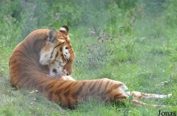 Erlebnis- und Tigerpark Dassow