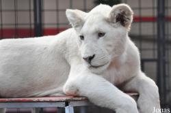 Erlebnis- und Tigerpark Dassow