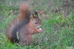 British Wildlife Centre
