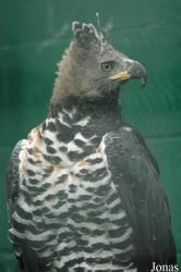 Eagle Heights